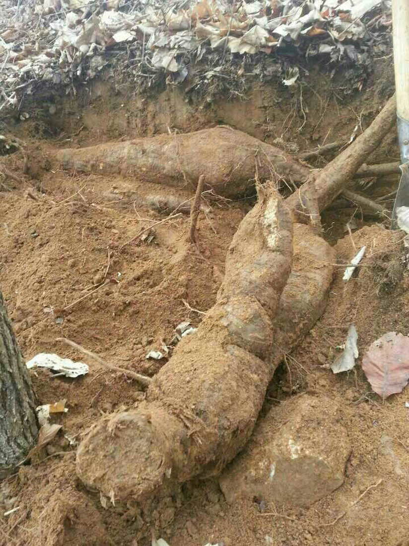 꾸미기_산청바랑산칡즙2.jpg