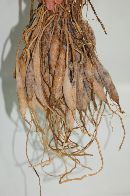 천문동(생근)2kg.jpg